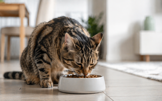 🐱 Cómo elegir el mejor alimento para tu gato adulto