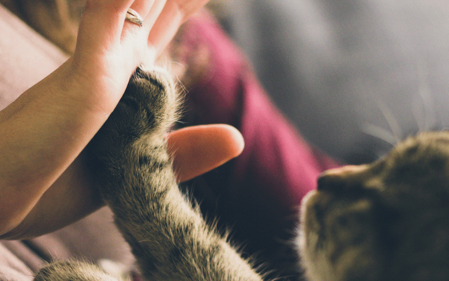 Tenencia Responsable: Cuidando a Nuestros Peludos Amigos