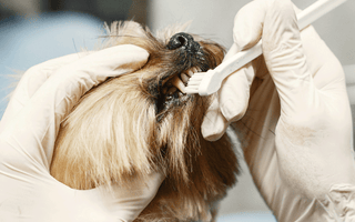 La Importancia de las Visitas al Médico Veterinario