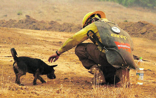 Cómo ayudar a los animales afectados por los incendios